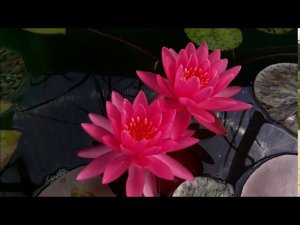 Нимфея Letchumy (Летчуми) кувшинка, waterlily, водные растения, пруд