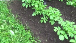 Когда и как окучивать картофель