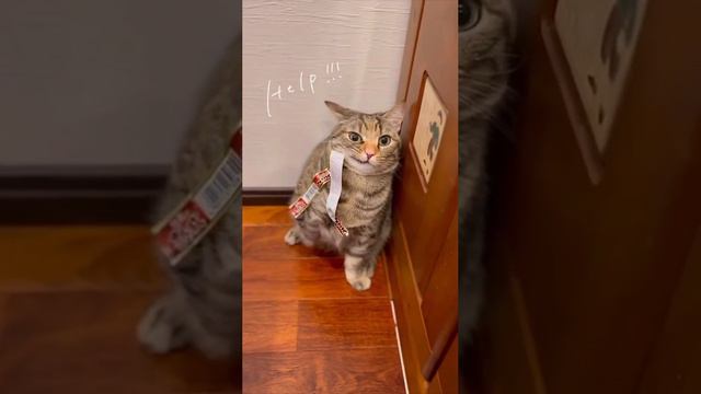 Блокировка шерстяного. #shorts #dog #cat #animals #video #smile