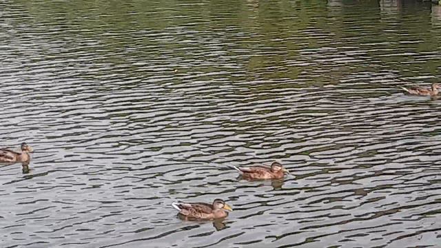 Тула , набережная реки Упы, утки смотреть онлайн