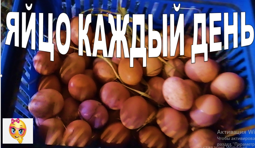 ЯЙЦО КАЖДЫЙ ДЕНЬ