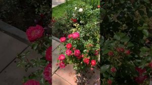 Сорт розы Шармант. Плохо держит цветок. Может пока мялышка