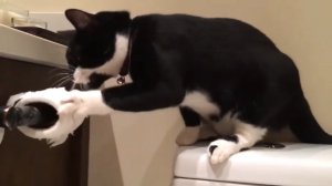 Кот и туалетная бумага