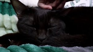 Котик лежит и мурчит/the cat lies and purrs