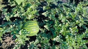 Выращивание арбузов произв. Sakata. Чей арбуз слаще?