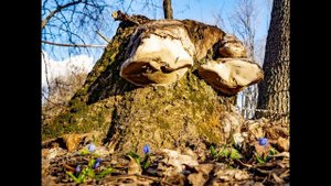 В монастыре Серафима Саровского. Воронежская область, Грибановский район.
