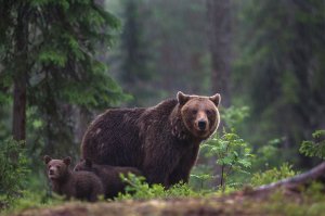 Фото-зарисовка: "Совершенно скрытно" 2020