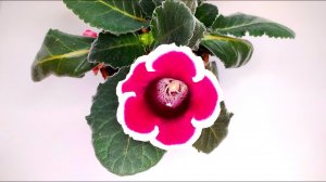 Выращивание Глоксинии из семян