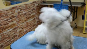 Стрижка Мальтезе