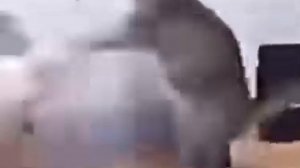 Коты дерутся под макарену