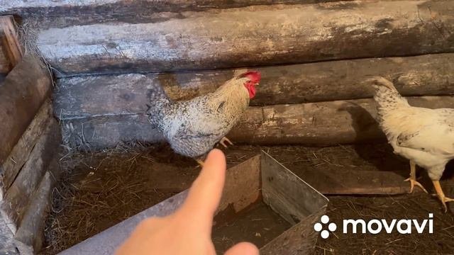 День рождения будем праздновать скромно. ИЗ ГОРОДА В ДЕРЕВНЮ - ПЕРЕЗАГРУЗКА.