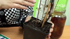 Как сохранить клематис до посадки  Как посадить клематис