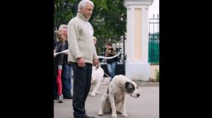 Хозяева и собаки. Какое сходство! The hosts and the dogs. די מחנות און דער הונט