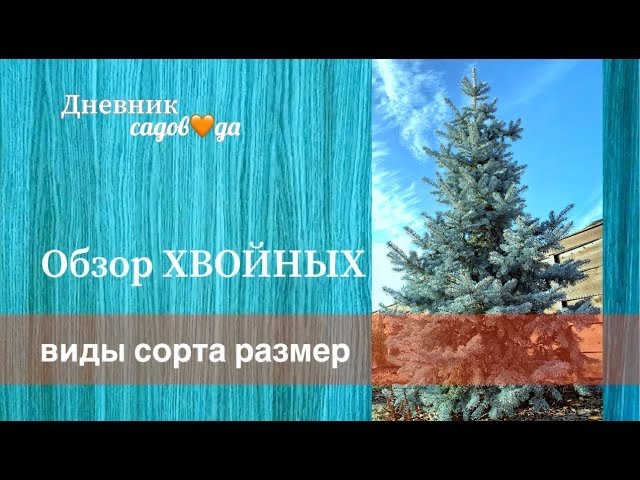 Кедры, сосны, ели, туи, можжевельники. Прогулка по саду в ноябре 2020. Архив. Дневник садовода