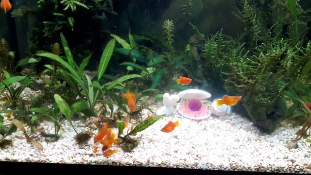 Мой опыт содержания и разведения пецилий.Кормление рыбки пецилия кормом собственного приготовления. смотреть онлайн