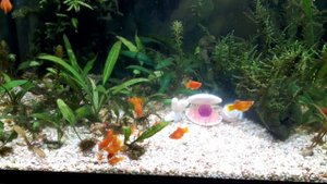 Мой опыт содержания и разведения пецилий.Кормление рыбки пецилия кормом собственного приготовления.