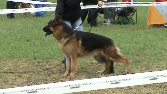 Немецкая овчарка кобель стойка. смотреть онлайн