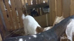 Обзор моих коз