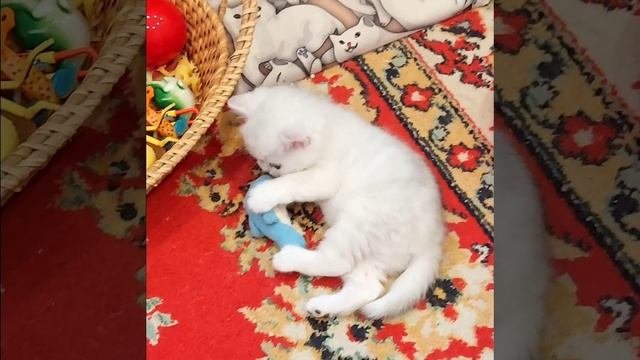 Британские серебристые шиншиллы.