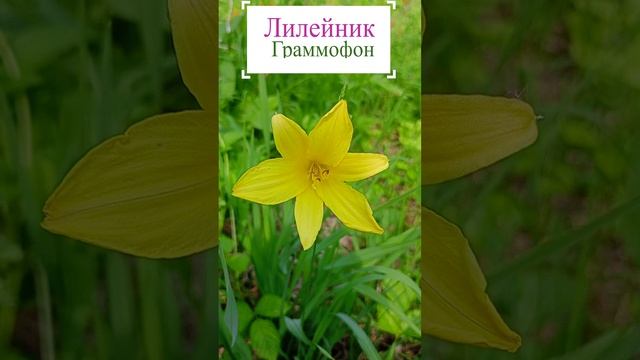 Лилейник Граммофон в лесу.?