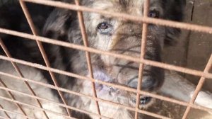 13.03.2023 г. Метиса кавказской овчарки перевели в новый вольер.