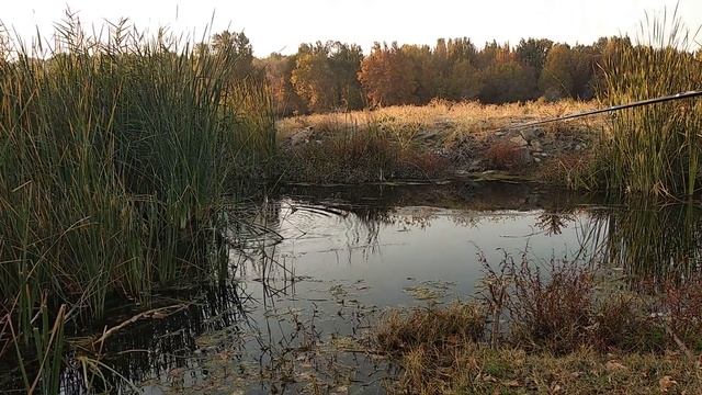 ПОЙМАЛИ ЗМЕЕГОЛОВА. Рыбалка в ЧИРЧИКЕ!!! Пошлои на СОМА и КАРАСЕЙ, а поймали ЗМЕЕГОЛОВА! ШОК!!! смотреть онлайн