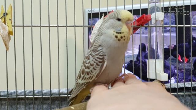 3й день приручения Чуда 🐥 Птичка уже немного садится на руку ヅ
