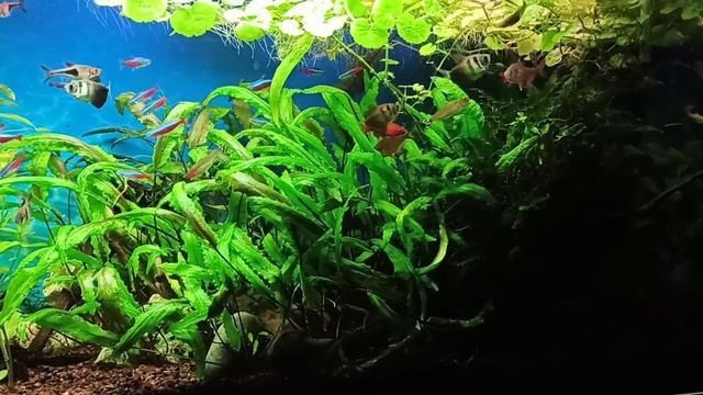 Мой аквариум на 100 литров в жару смотреть онлайн