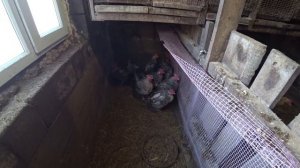 Почему лысеют куры?
