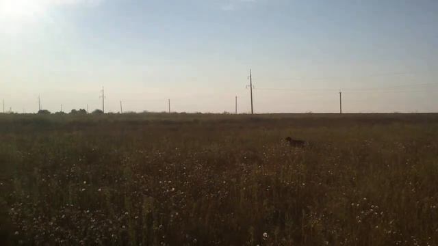 работа курцхаара по молодняку фазана - 2.  видео из старых архивов