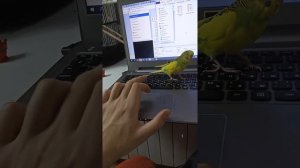 Волнистый попугай сходит с ума