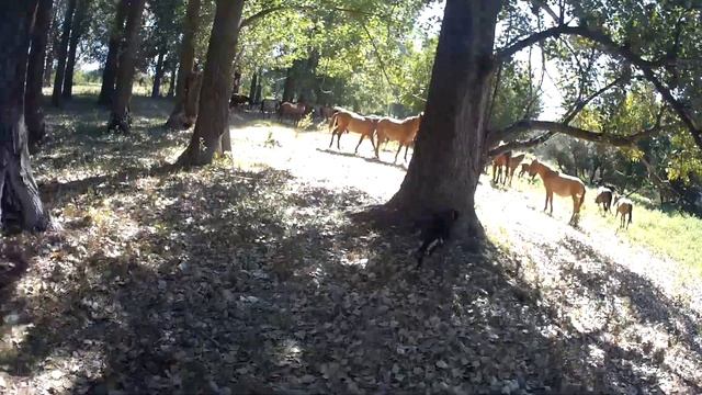 10.09.2022 КоАП РФ Статья 8.26. Самовольное использование лесов... смотреть онлайн