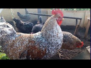 Куры Белефейдеры иАвстролорпы