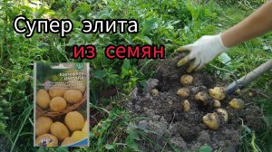 ?Картофель из семян - как вырастить супер элиту своими руками. Делюсь свои опытом?