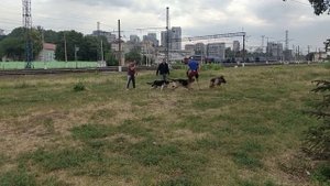 Защита против стаи собак