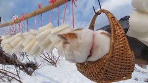 ?????? Замороженная Редька