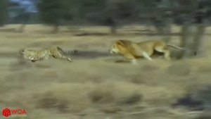 Удивительные мать гепард пожертвовала своей жизнью, чтобы защитить своих детенышей | Лев против геп