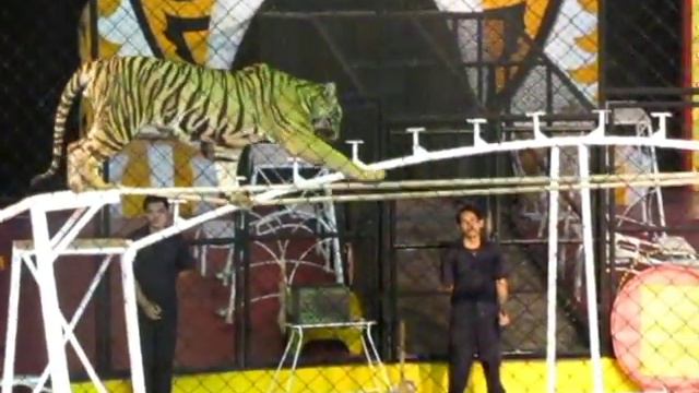Шоу тигров, Siracha Tiger show