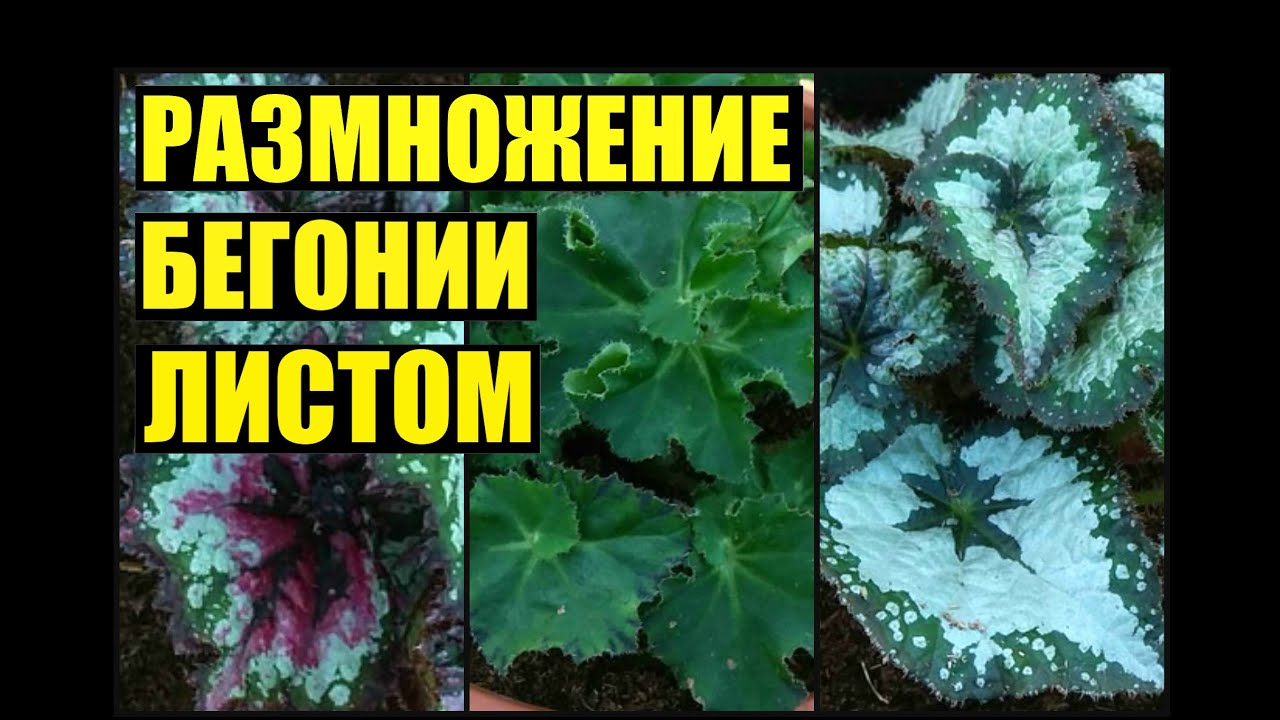 Размножение бегонии листом