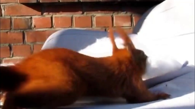 squirrel from hell смотреть онлайн