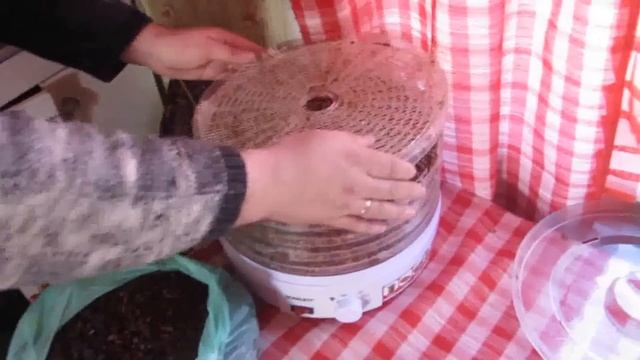 Сушка перги  Drying pollen