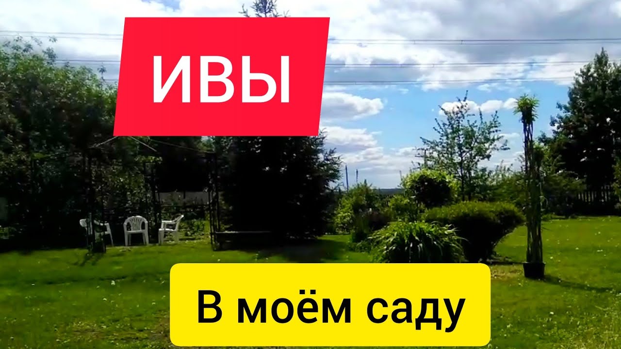 Ивы в саду / Как осушить участок.