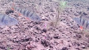 Вы не поверите КАК КЛЮЁТ ОКУНЬ!!! МОЖНО заставить окуня клевать!!!