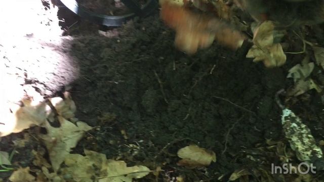 Копнул рядом с местом, где были монеты, а там это!