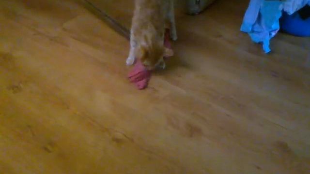 Котэ vs Тряпка смотреть онлайн