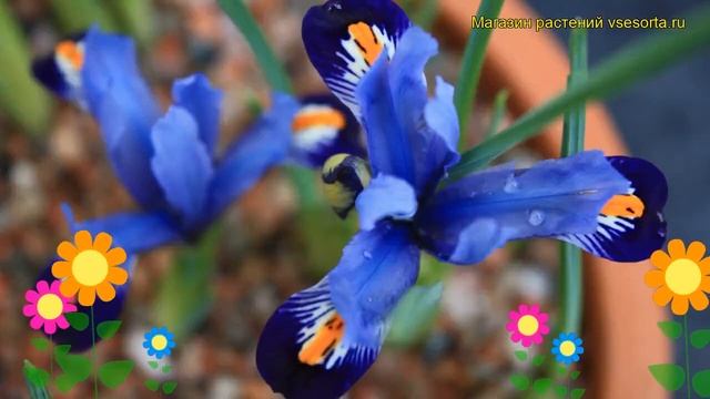 Ирис сетчатый Гордорн. Краткий обзор, описание характеристик iris reticulata Gordon смотреть онлайн