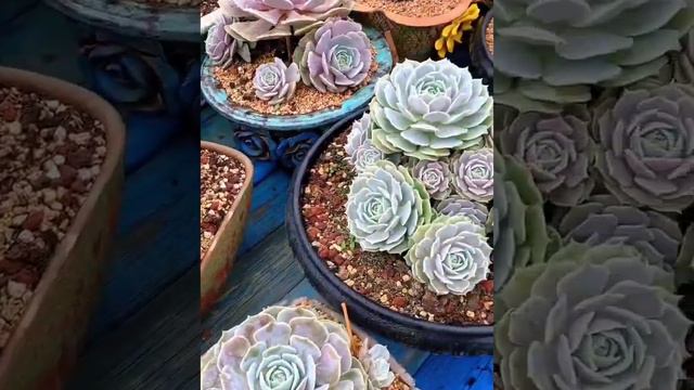 Echeveria ‘Lola’ ②