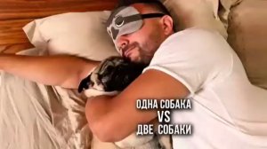 Одна собака Vs. две собаки 