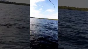 Рыбалка на озере "колвица"