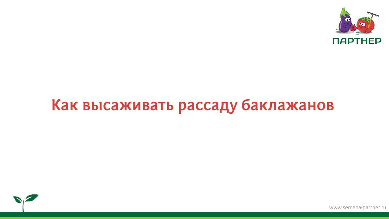 Как высаживать рассаду баклажанов